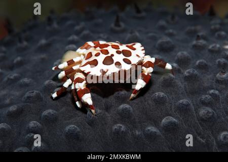 Granchio da nuoto arlecchino (Lissocarcinus laevis), con uova sul cetriolo di mare, Mare di banda, Oceano Pacifico, Saparua, Isola, Molucche, Indonesia, Asia Foto Stock