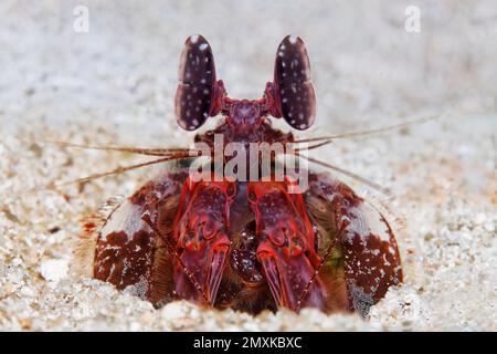 Gamberetti spear mantis (Lysiosquillina lisa), seduti nel suo buco nel fondo sabbioso, Mare di banda, Oceano Pacifico, Saparua, Isola, Molucche, Indonesia, AS Foto Stock