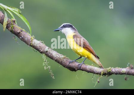 Grande kiskadee (Pitangus sulfuratus) seduto sul ramo, Boca Tapada, Provincia di Alajuela, Costa Rica, America Centrale Foto Stock