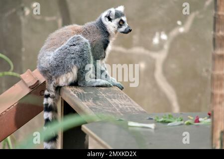 le facce a coda di limone ad anello sono bianche con macchie triangolari scure e un naso nero. Fedele al loro nome, le code dei lemuri dalla coda ad anello sono inanellate Foto Stock