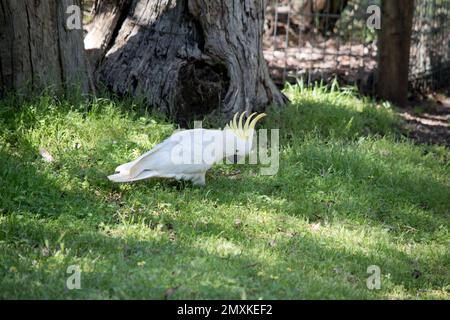 il cockatoo con zolfo è tutto bianco tranne che per una cresta gialla sulla sua testa Foto Stock