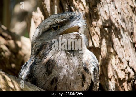 La frogmouth Tawny è grigio-argento, leggermente più pallida sotto, striata e chiazzata di nero e rufoso. L'occhio è giallo in entrambe le forme, e il largo, h Foto Stock