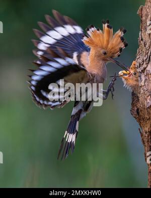 Hoopoe (Upupa epops) Vecchio uccello che alimenta le larve di coleotteri al giovane uccello nella cavità di allevamento, uccello dell'anno 2022, riserva della biosfera centrale dell'Elba, Sassonia-AN Foto Stock