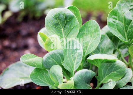 Kale a terra in piantagione con luce solare. Foto Stock