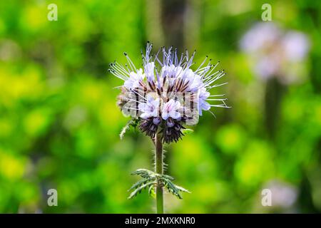 Fioritura Lacy phacelia, Phacelia tanacetifolia, spesso utilizzato come pianta di api o coltura di copertura che cresce in campo in estate. Bokeh sfondo. Foto Stock