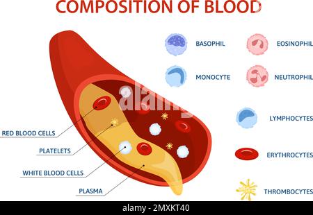 Infografica piatta delle cellule umane con serie di icone isolate delle cellule ematiche con immagine a goccia e didascalie di testo illustrazione vettoriale Illustrazione Vettoriale