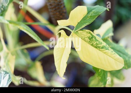 Closeup a Syngonium Aurea variegata nel vaso Foto Stock