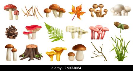 Insieme realistico foresta di funghi con boleto isolato vettore illustrazione Illustrazione Vettoriale