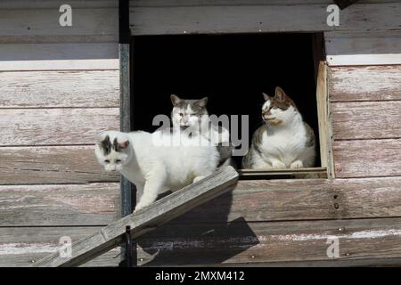 Tre gatti bianchi nel loft di un vecchio fienile Foto Stock