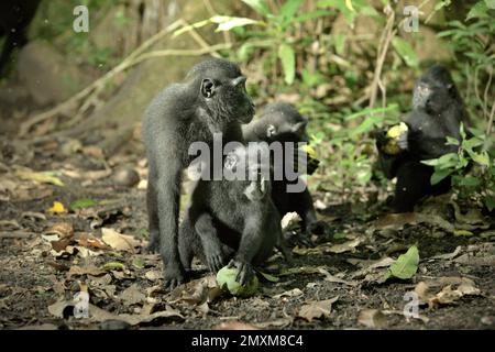 Un gruppo giovanile di macachi neri Sulawesi (Macaca nigra) sta raccogliendo e gustando i frutti caduti nella Riserva Naturale di Tangkoko, Sulawesi del Nord, Indonesia. "Numerosi primati sono altamente fruttivori, e le loro dimensioni relativamente grandi consentono loro di disperdere semi piccoli e grandi su lunghe distanze, migliorando la rigenerazione delle foreste", secondo un team di scienziati guidati da Alejandro Estrada (Istituto di Biologia, Università Nazionale Autonoma del Messico). 'Molti primati sono stati identificati o sospettati come impollinatori importanti a causa della loro alimentazione opportunistica non distruttiva sui fiori e... Foto Stock