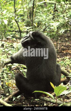 Ritratto di un macaco solawesi con crestata nera (Macaca nigra) nella Riserva Naturale di Tangkoko, Sulawesi settentrionale, Indonesia. Attualmente, fino al 68% delle specie primate del mondo è in pericolo di estinzione, mentre il 93% ha popolazioni in calo, secondo un ultimo rapporto di un team di scienziati guidati da Alejandro Estrada (Istituto di Biologia, Università Nazionale Autonoma del Messico). "Le più grandi minacce ai primati a livello globale", hanno scritto in un articolo pubblicato da ScieneAdvances, sono "dalla caccia non-indigena insostenibile, deforestazione, e agricoltura industriale, oltre ai trasporti e... Foto Stock