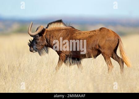 Un nero GNU (Connochaetes gnou) nella prateria aperta, Mokala National Park, Sud Africa Foto Stock