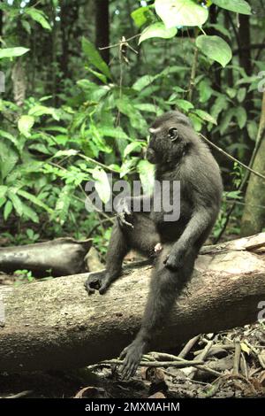 Ritratto laterale di un macaco solawesi con cresta nera (Macaca nigra) nella Riserva Naturale di Tangkoko, Sulawesi settentrionale, Indonesia. Attualmente, fino al 68% delle specie primate del mondo è in pericolo di estinzione, mentre il 93% ha popolazioni in calo, secondo un ultimo rapporto di un team di scienziati guidati da Alejandro Estrada (Istituto di Biologia, Università Nazionale Autonoma del Messico). "Le più grandi minacce ai primati a livello globale", hanno scritto in un articolo pubblicato da ScieneAdvances, sono "dalla caccia non-indigena insostenibile, deforestazione, e agricoltura industriale, oltre ai trasporti e... Foto Stock