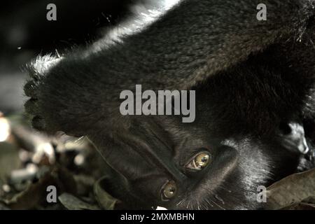 Un macaco di Sulawesi dal corpo nero (Macaca nigra) fissa la macchina fotografica poiché si trova sul pavimento della foresta nella riserva naturale di Tangkoko, Sulawesi settentrionale, Indonesia. L'impatto del cambiamento climatico sulle specie endemiche può essere visto sul cambiamento del comportamento e della disponibilità alimentare, che influenzano il loro tasso di sopravvivenza. "Come gli esseri umani, i primati si surriscaldano e si disidratano con attività fisica continuata in condizioni climatiche estremamente calde", secondo uno scienziato, Brogan M. Stewart, nel suo rapporto pubblicato nel 2021 sulla conversazione. 'In un futuro più caldo, avrebbero dovuto regolare, riposarsi e rimanere all'ombra... Foto Stock