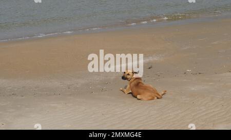 Cane solitario e triste in attesa del suo padrone sul lungomare Foto Stock
