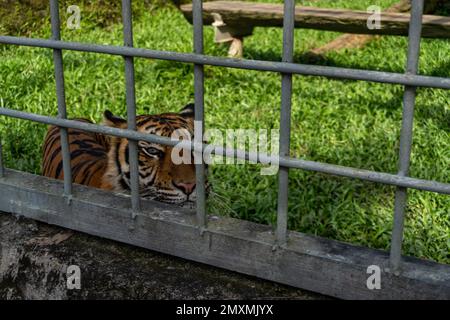 Tigre in cattività: Una tigre di Sumatran Peeking dalla sua gabbia nella zona dello zoo Foto Stock