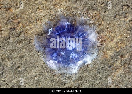 Fangflat con medusa di Cornflower (cianea lamarckii) alla spiaggia nel Parco Nazionale del Mare di Wadden, Mare del Nord, Germania Foto Stock