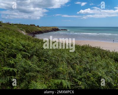 Vegetazione densa sulle rive dell'Oceano Atlantico in Irlanda in una bella giornata. Mare irlandese. Piante verdi vicino corpo di acqua Foto Stock