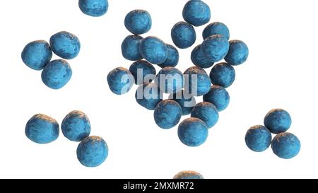 Batteri Staphylococcus lugdunensis, illustrazione Foto Stock