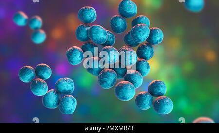 Batteri Staphylococcus lugdunensis, illustrazione Foto Stock