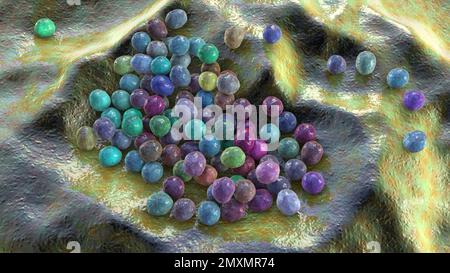 Batteri Staphylococcus lugdunensis, illustrazione Foto Stock