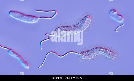 Batteri Vibrio mimicus, illustrazione Foto Stock