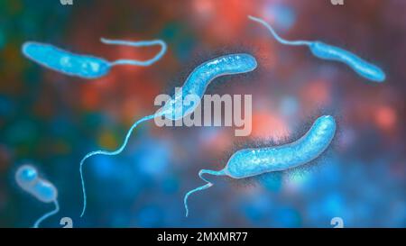 Batteri Vibrio mimicus, illustrazione Foto Stock