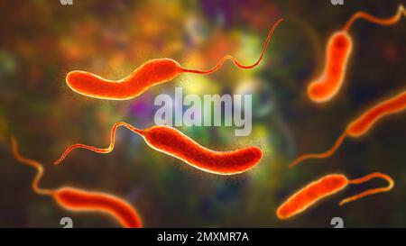 Batteri Vibrio mimicus, illustrazione Foto Stock