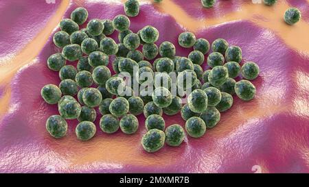 Batteri Staphylococcus lugdunensis, illustrazione Foto Stock