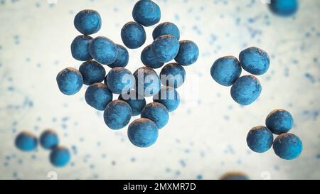 Batteri Staphylococcus lugdunensis, illustrazione Foto Stock