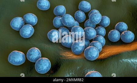 Batteri Staphylococcus lugdunensis, illustrazione Foto Stock