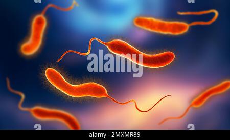 Batteri Vibrio mimicus, illustrazione Foto Stock