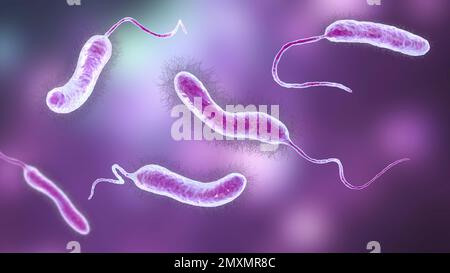 Batteri Vibrio mimicus, illustrazione Foto Stock