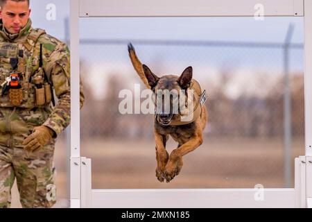 Base dell'aeronautica militare di Malmstrom, Montana, Stati Uniti. 24th Jan, 2023. Personale Kalib Murthy, 341st forze di sicurezza Squadron militare operatore di cane, guida MWD Ffarah, attraverso una finestra di pratica durante l'addestramento alla base dell'aeronautica di Malmstrom, Month., gennaio. 24, 2023. Il 341st SFS K-9 cantiere obbedienza è stato aggiornato nel 2022, aggiungendo nuovi ostacoli in cemento e un sistema di illuminazione che dà la possibilità di turno notturno Airmen di lavorare con il loro cane. Credito: USA Air Force/ZUMA Press Wire Service/ZUMAPRESS.com/Alamy Live News Foto Stock