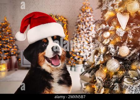 Adorabile Mountain Dog Bernese con cappello di Santa in camera decorata per Natale Foto Stock