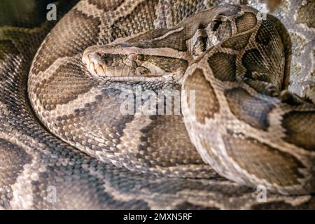 Python molurus (pitone indiano). Python Tiger. Natura. selvaggio. Foto Stock