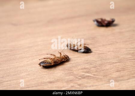 Scarafaggi morti su pavimento in legno, primo piano. Controllo di peste Foto Stock