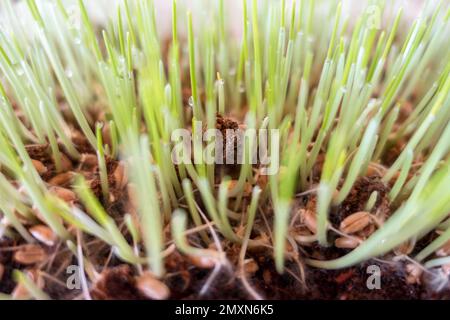 Erba di gatto (Cyperus zumula), primo piano. Cibo sano per i gatti. Foto Stock