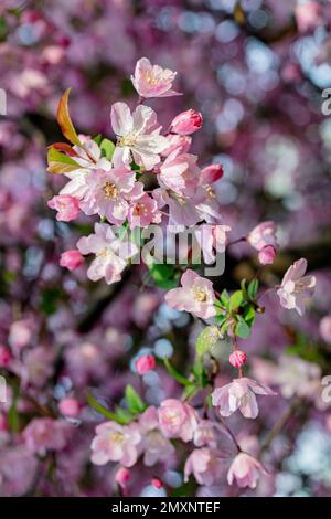 Il fiore di ciliegio Foto Stock