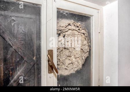 Enorme nido di calabroni che nidificavano dietro una finestra. Foto Stock