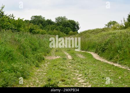 Strada a carreggiata singola o sentiero attraverso boschi con verga erbosa Foto Stock