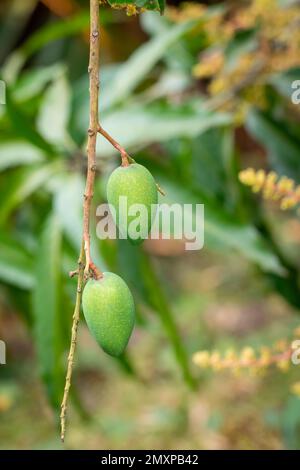 Immagine di fresco mango da alberi in crescita su sfondo naturale. Frutta. Foto Stock
