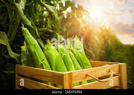 Cassa in legno con pannocchie di mais vicino al campo nelle giornate di sole Foto Stock