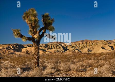 Alberi di Joshua alla Rainbow bacino naturale nazionale Landmark vicino a Barstow, Deserto Mojave, CALIFORNIA, STATI UNITI D'AMERICA Foto Stock