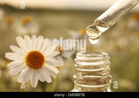 Gocciolamento dell'olio essenziale dalla pipetta alla bottiglia nel campo di camomilla, primo piano Foto Stock