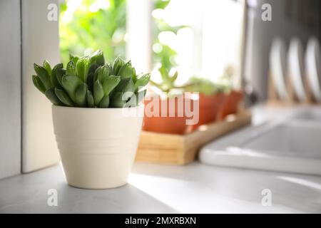 Bella echeveria in cucina bancone interno, spazio per il testo. Pianta succulenta Foto Stock