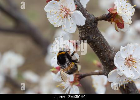 Carino bumblebee piccolo raccogliere polline da fiori di albicocca bianco in piena fioritura. Foto Stock