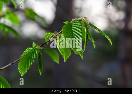 Carpino in fiore, Carpinus betulus. Infiorescenze e foglie giovani di carpino sullo sfondo di tronchi e rami. Foto Stock