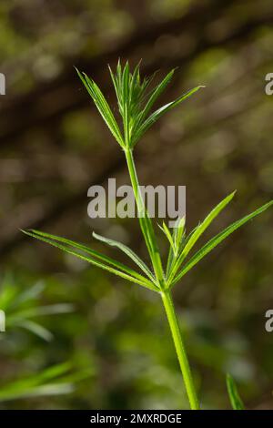 Erba Galium aparine sfaldanti su un prato estivo. Fiori gialli tra erba sole. Estate sfondo naturale. Spazio di copia. Foto Stock