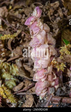 Coltivare l'orticaria nell'habitat naturale in primavera, lo squamaria di Lathraea. Foto Stock